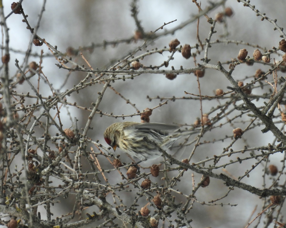 Redpoll - ML646865232