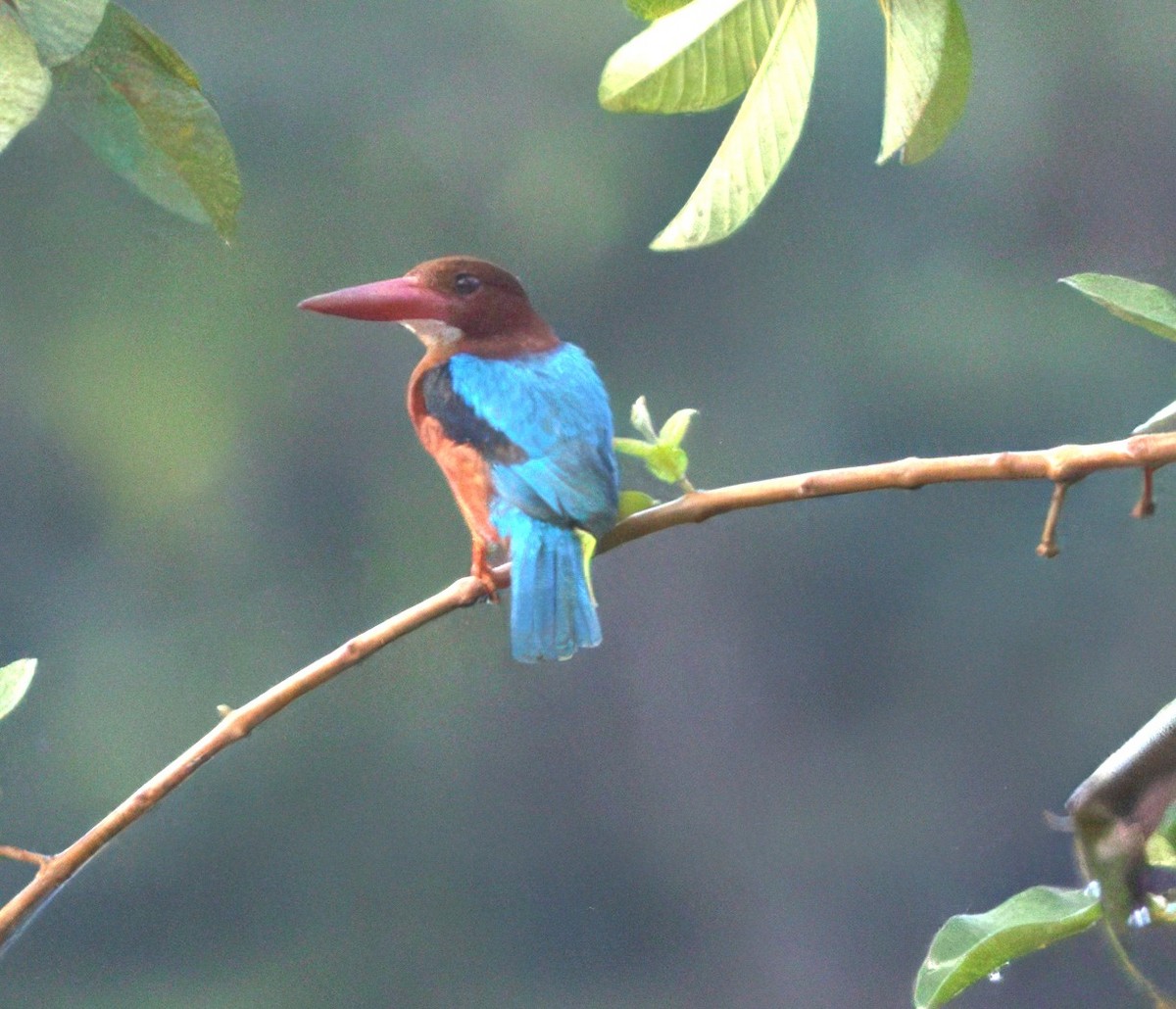 Brown-breasted Kingfisher - ML646865233