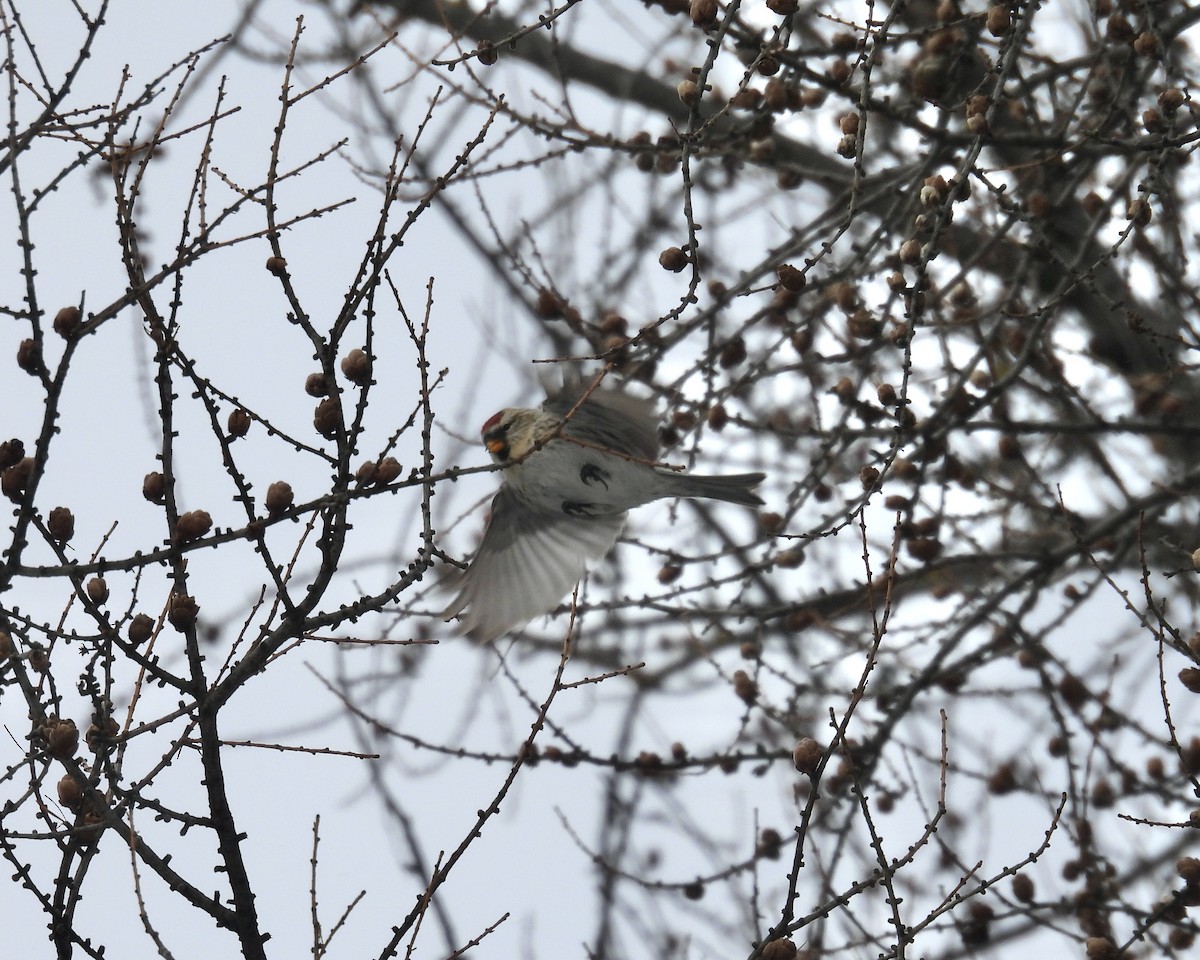 Redpoll - ML646865235