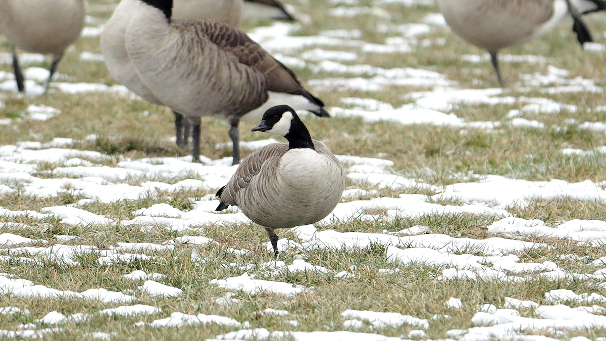 polargås (hutchinsii) - ML646865236