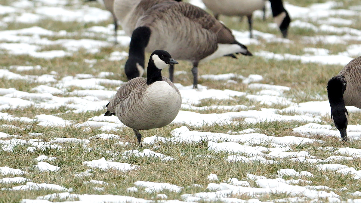 polargås (hutchinsii) - ML646865237