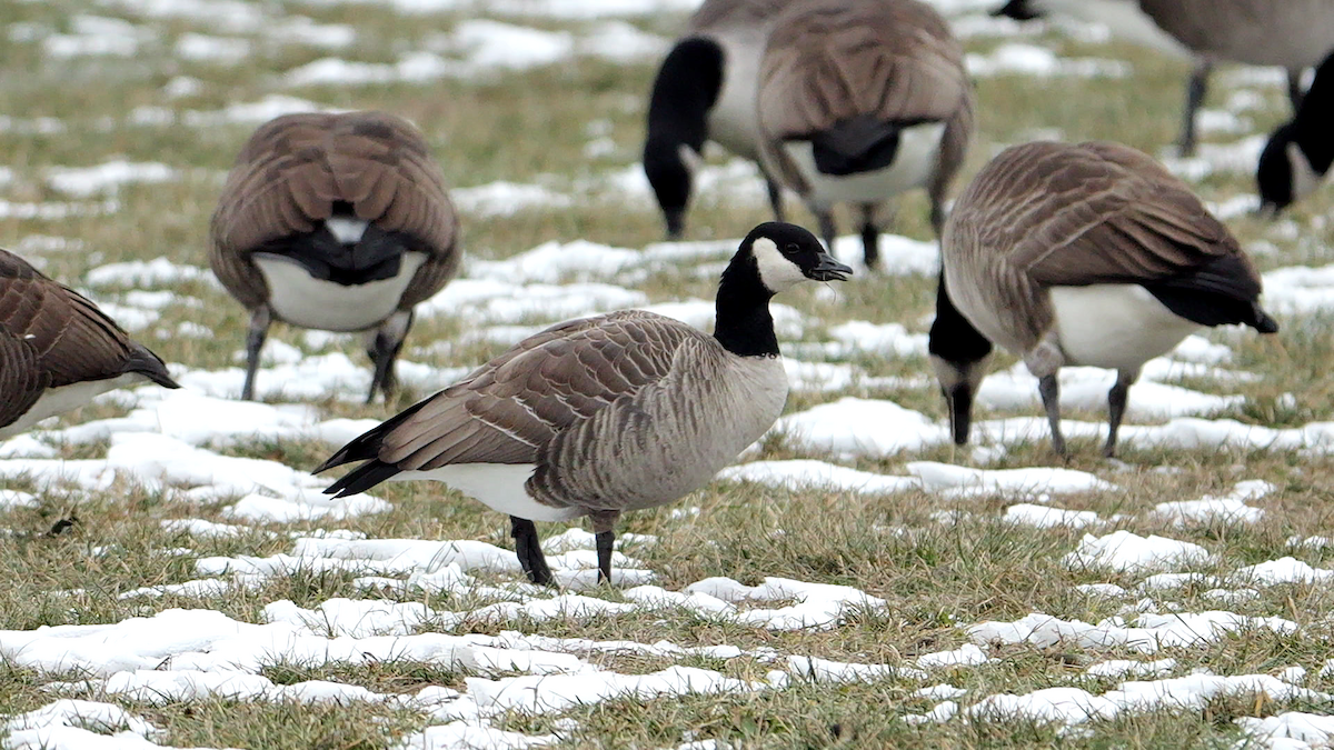 polargås (hutchinsii) - ML646865238
