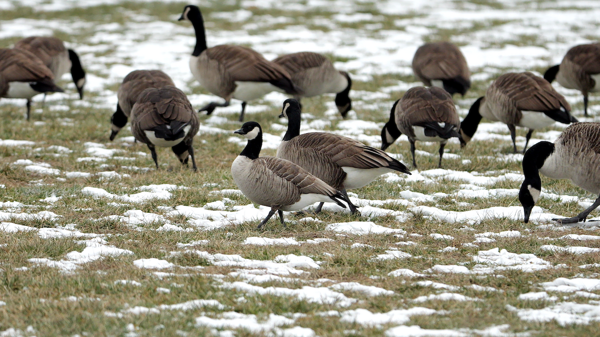 polargås (hutchinsii) - ML646865239