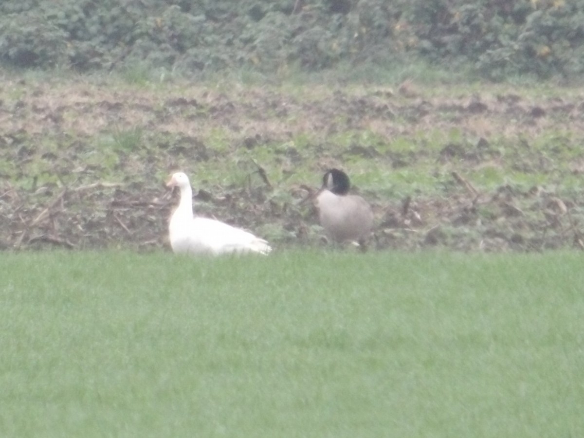 Snow Goose - ML646865240