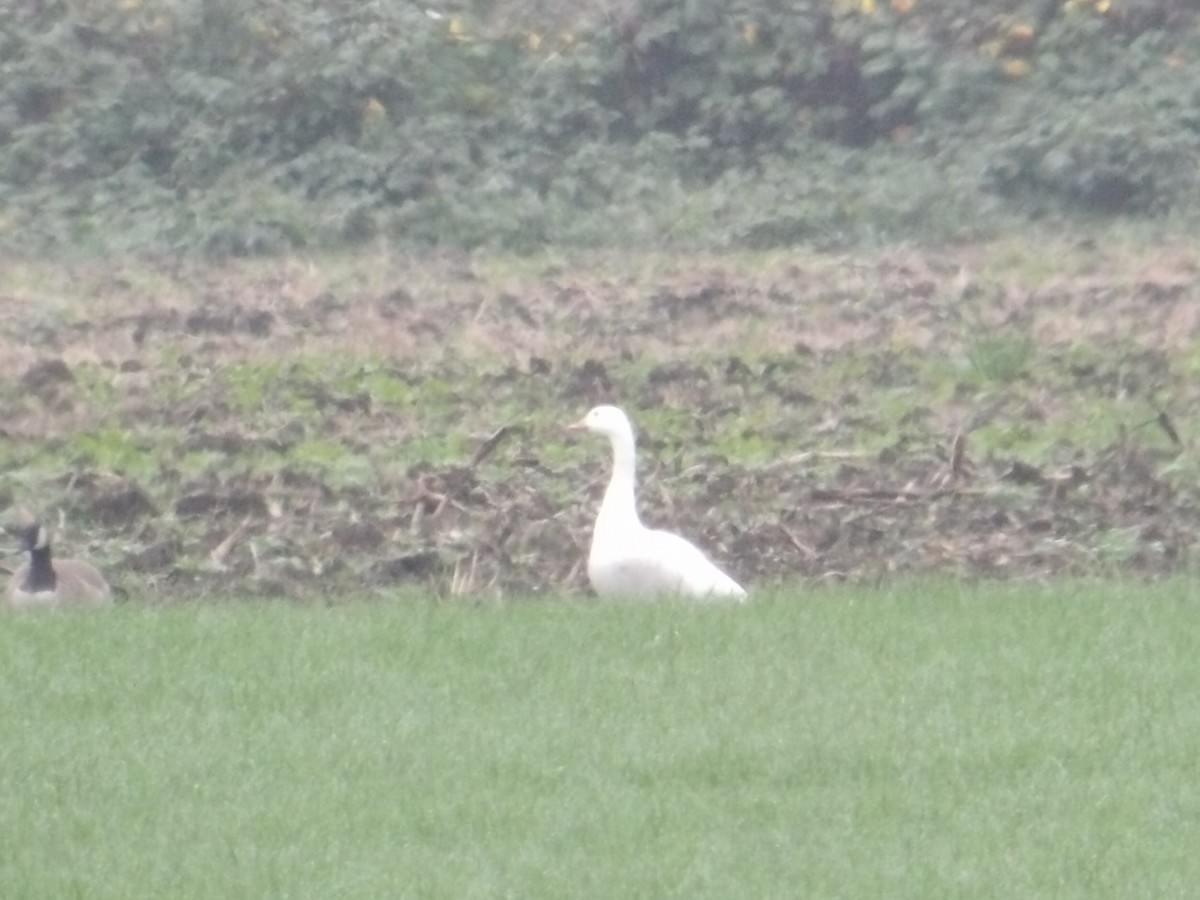 Snow Goose - ML646865241