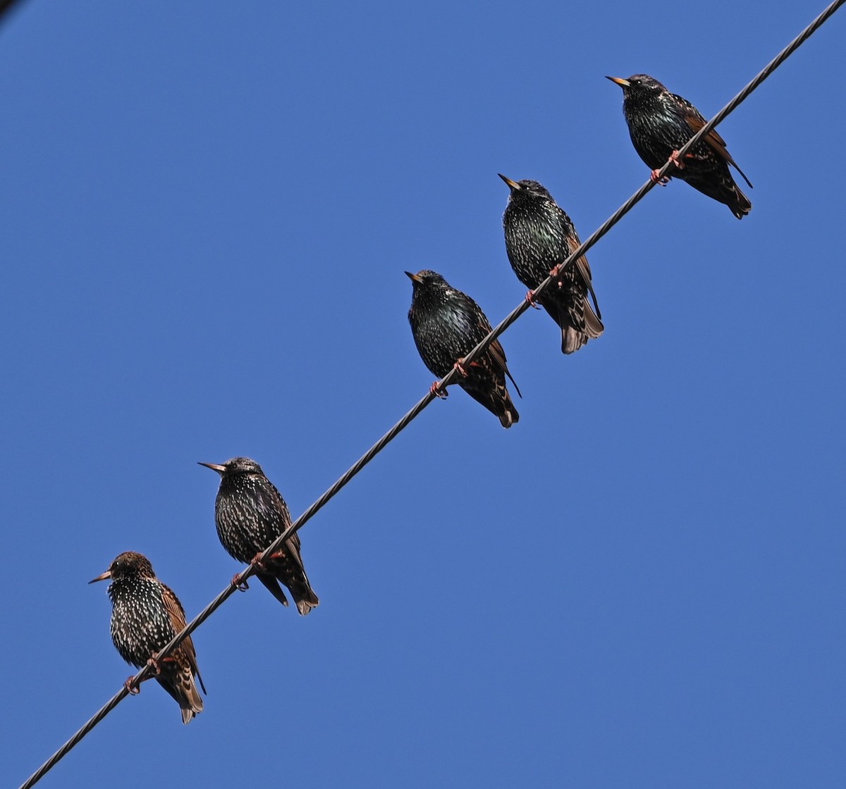 Шпак звичайний - ML646865246