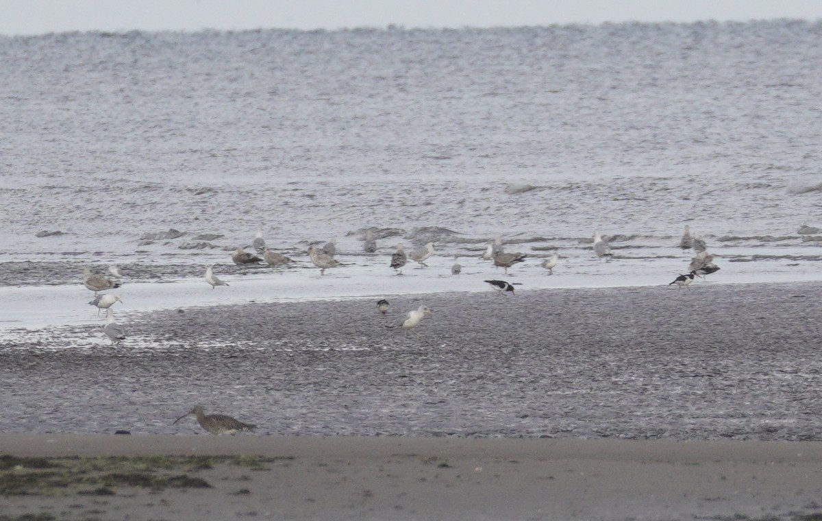 Silbermöwe - ML646865248