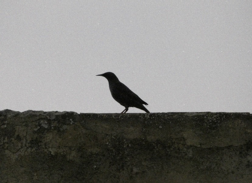 Шпак піренейський - ML646865249