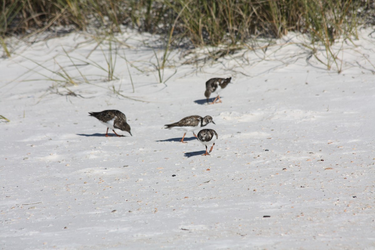 Ruddy Turnstone - ML646865250
