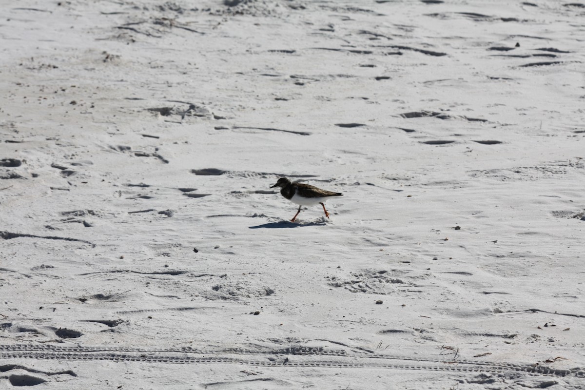 Ruddy Turnstone - ML646865251