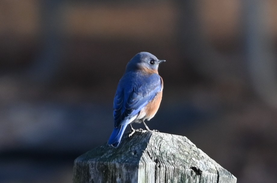 Azulejo Oriental - ML646865252