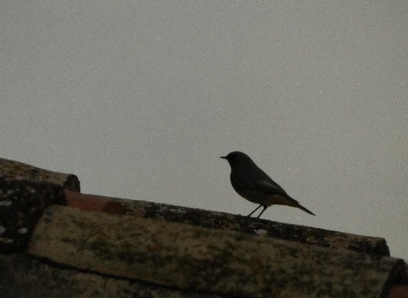 Rougequeue noir - ML646865253