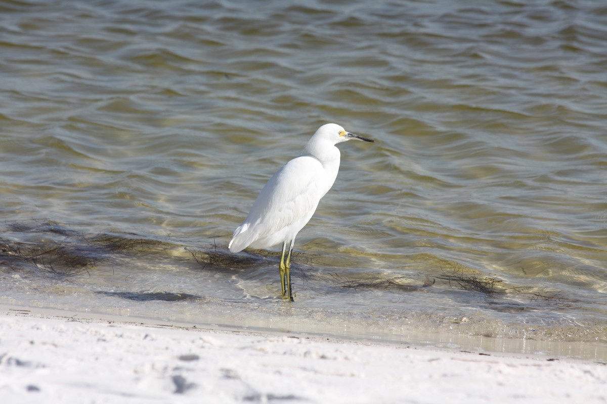 Snowy Egret - ML646865254