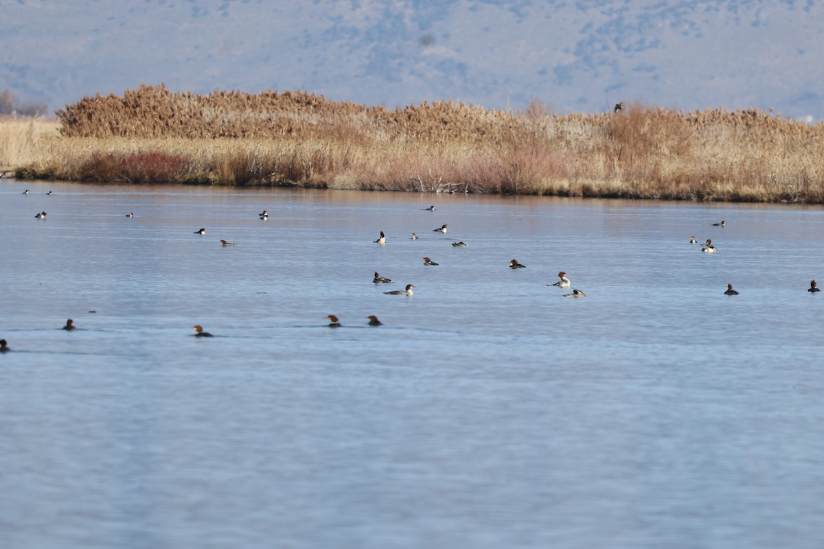 morčák velký - ML646865256