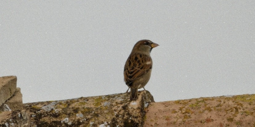 Moineau domestique - ML646865259