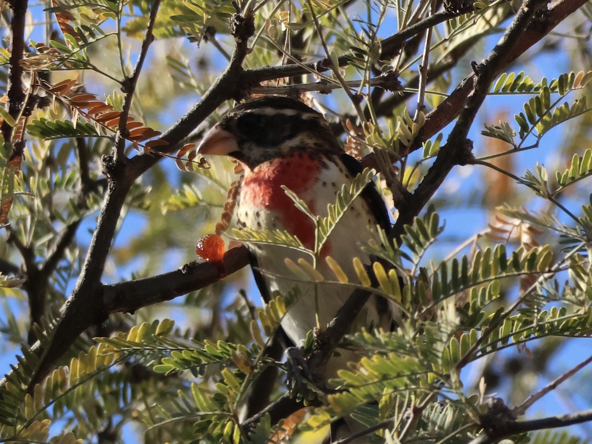 Rose-breasted Grosbeak - ML646865260