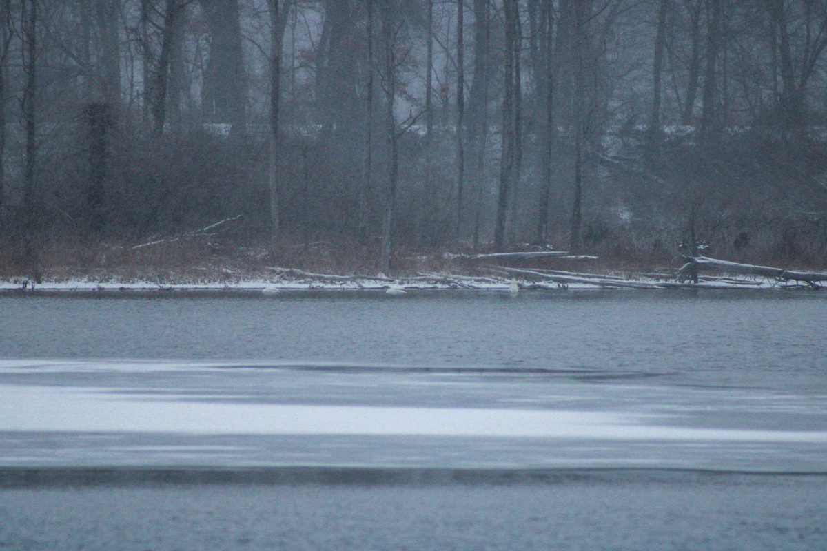 Trumpeter Swan - ML646865264