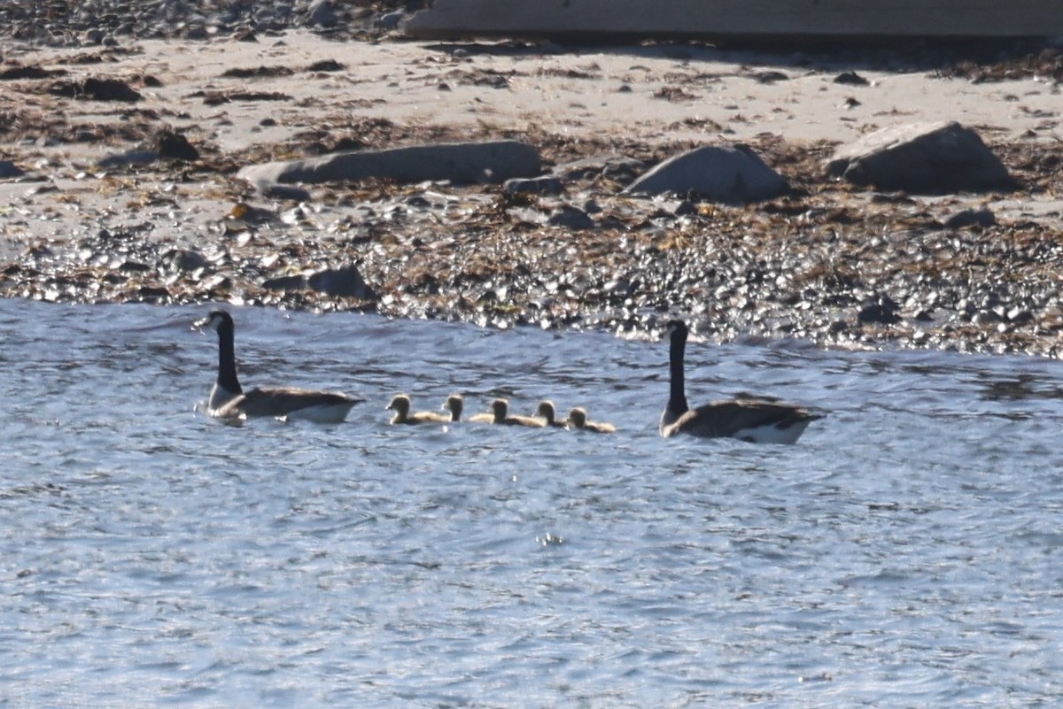 Barnacla Canadiense Grande - ML646865265