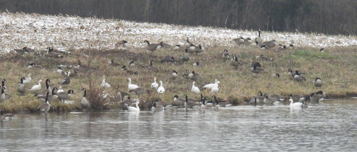 Schneegans - ML646865268