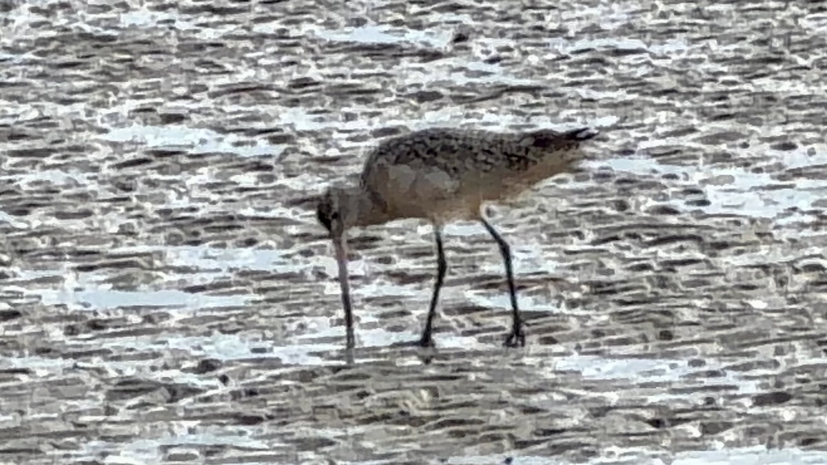 Marbled Godwit - ML646865273