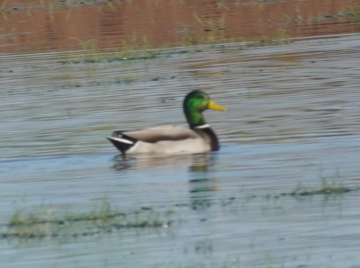 Canard colvert - ML646865285