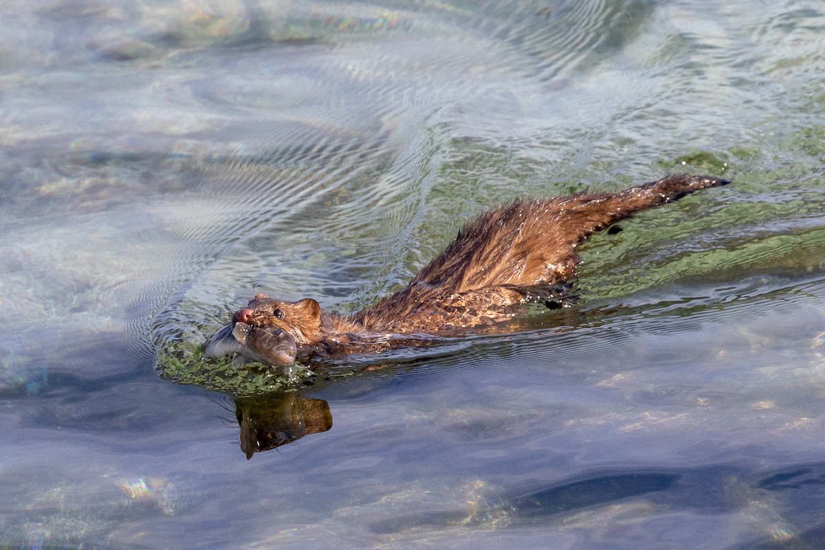 American Mink - ML646865290