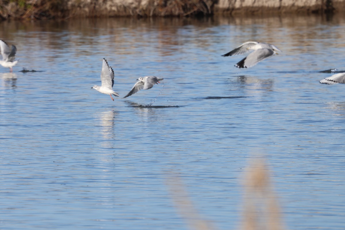 racek Bonapartův - ML646865292