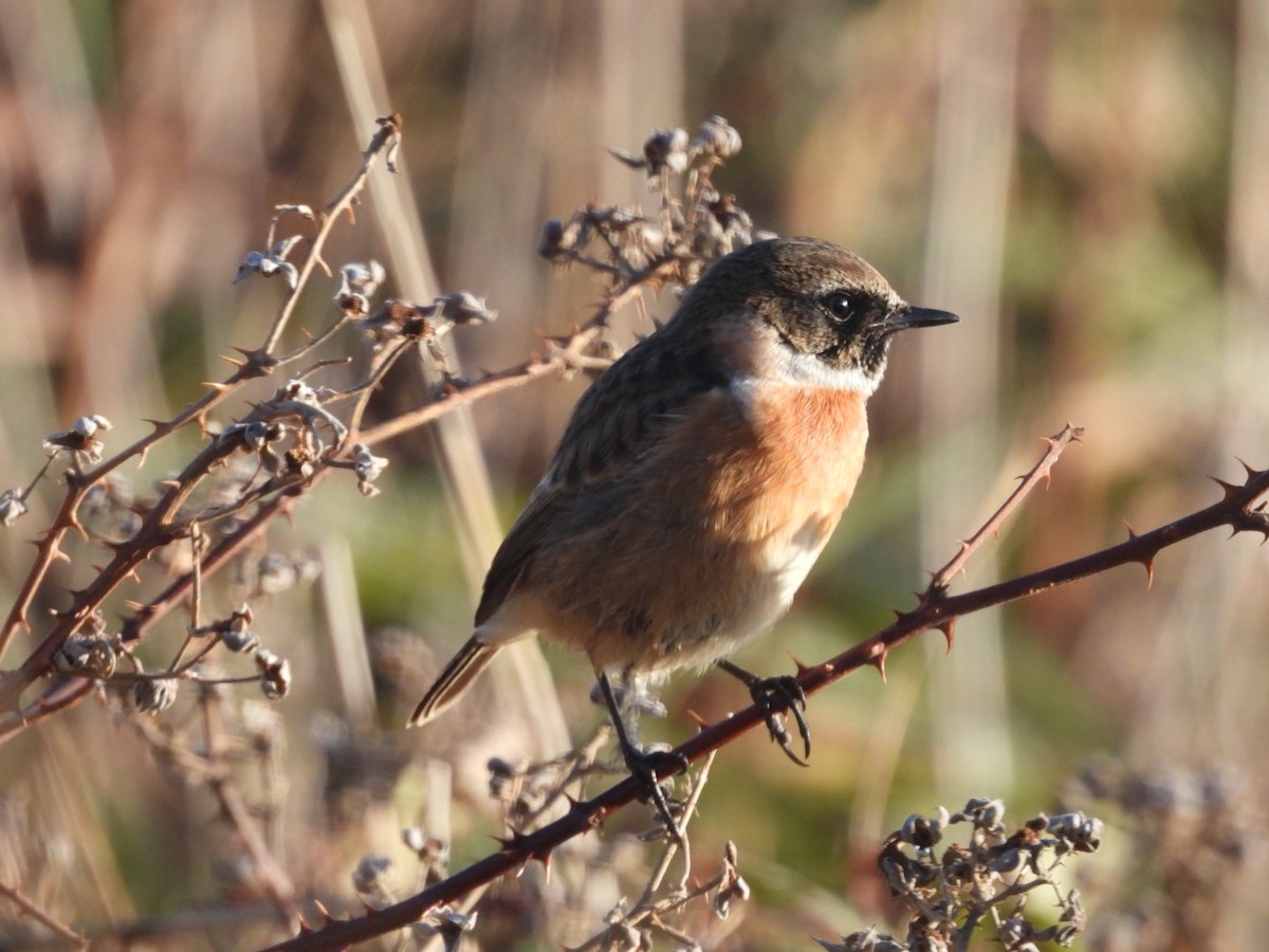 European Stonechat - ML646865294