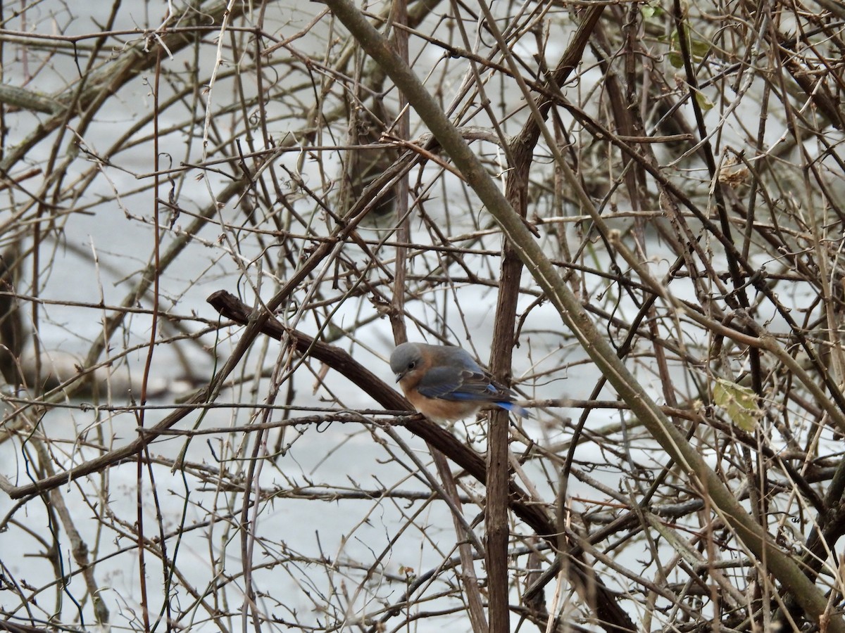 Azulejo Oriental - ML646865306