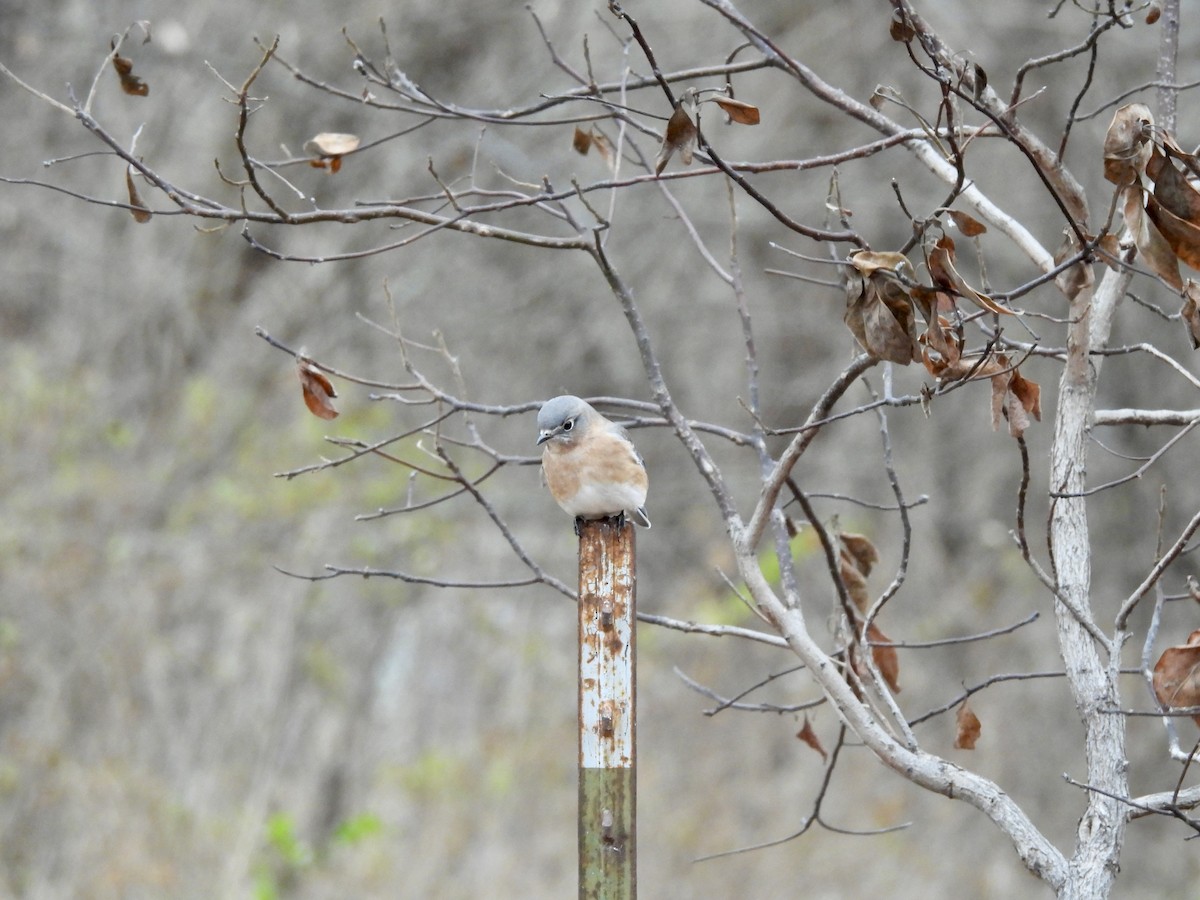 Azulejo Oriental - ML646865307