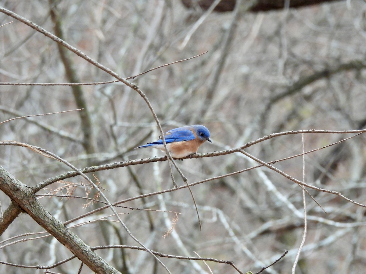 Azulejo Oriental - ML646865308