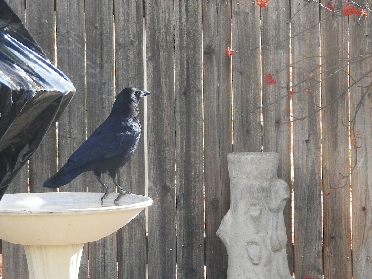 Американская ворона - ML646865314