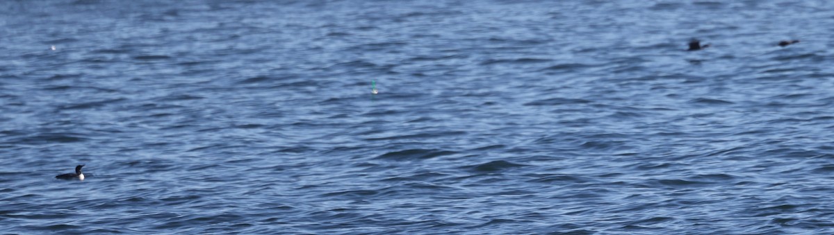 Colimbo Grande - ML646865322