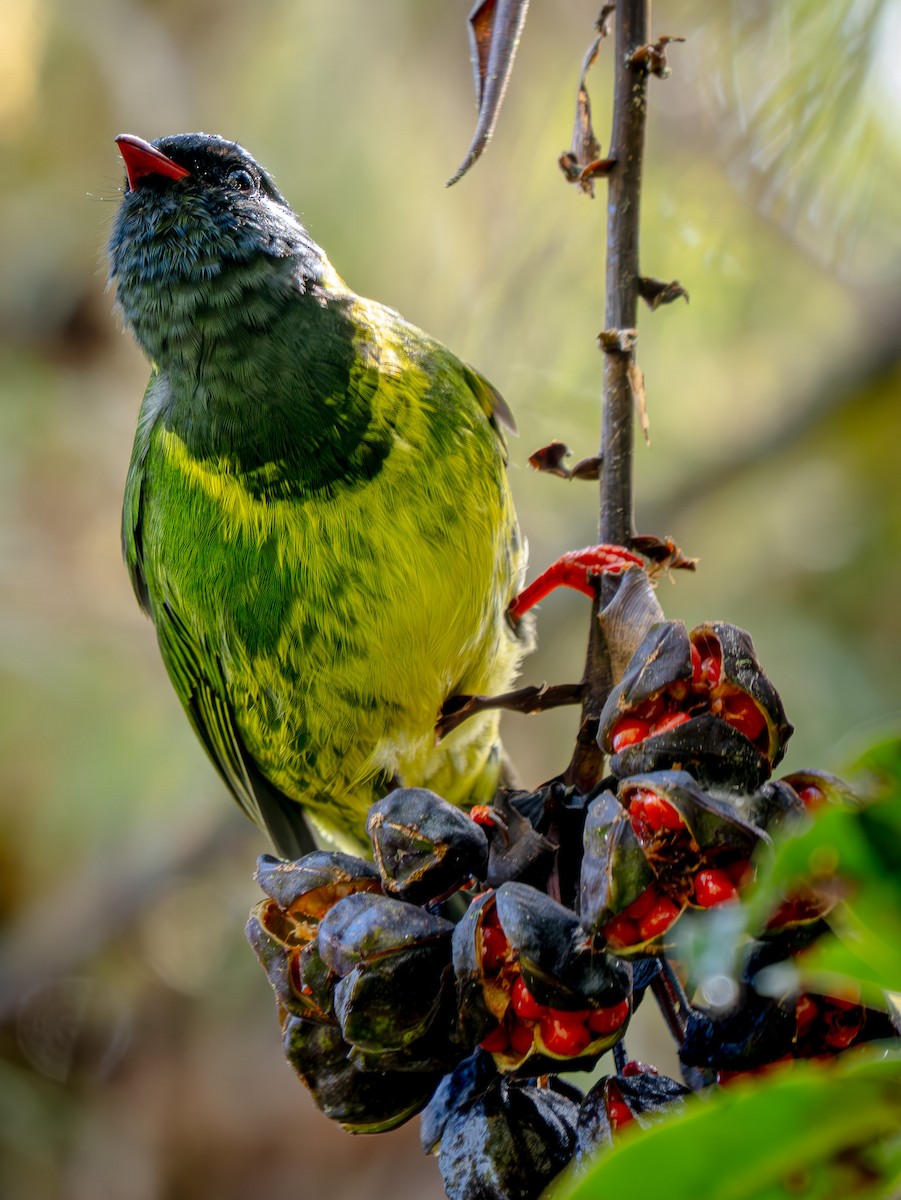 Green-and-black Fruiteater - ML646865324