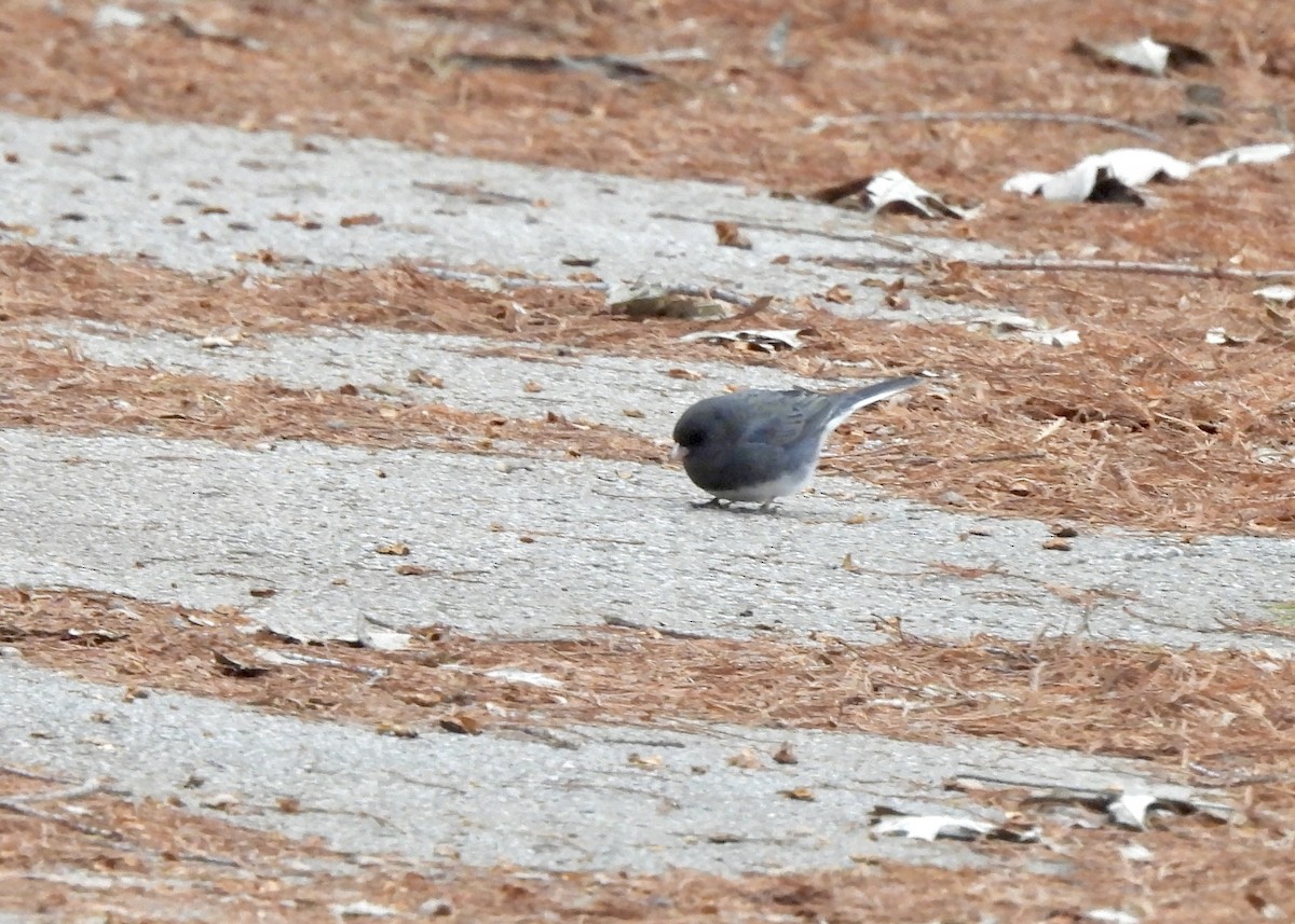 Dark-eyed Junco - ML646865329
