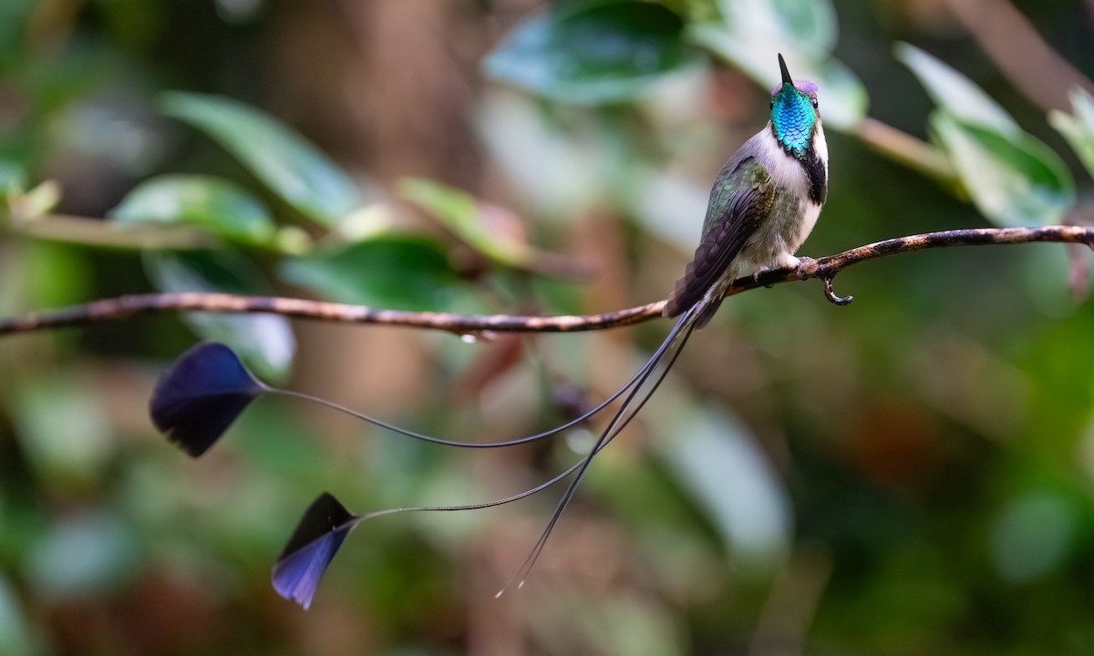 Muhteşem Kolibri - ML646865332