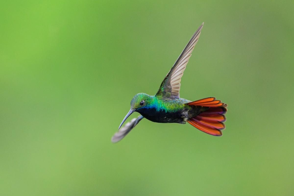 kolibřík tropický - ML646865337