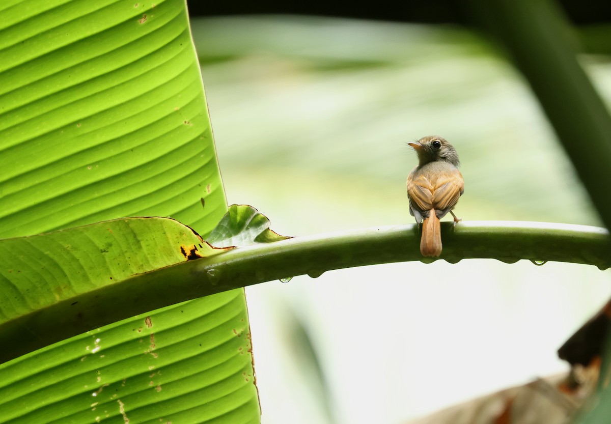 rødstjerttyrann - ML646865348