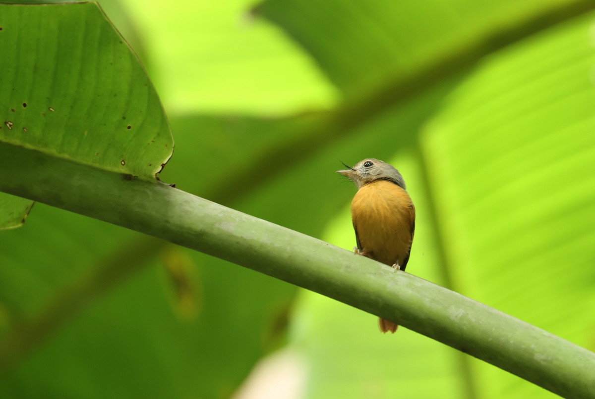 rødstjerttyrann - ML646865349