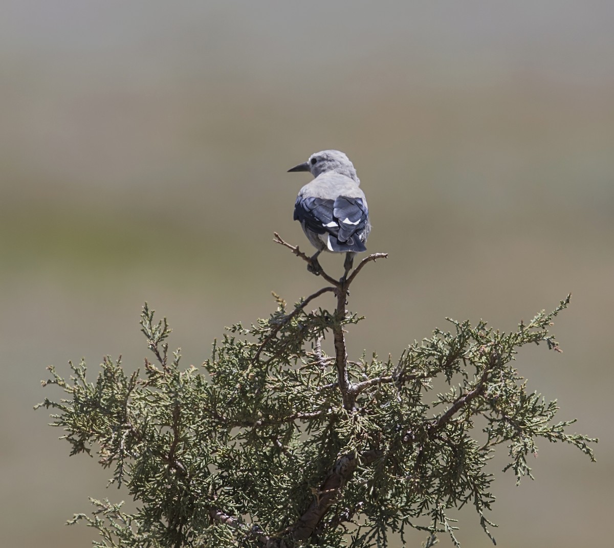 Cassenoix d'Amérique - ML646865358