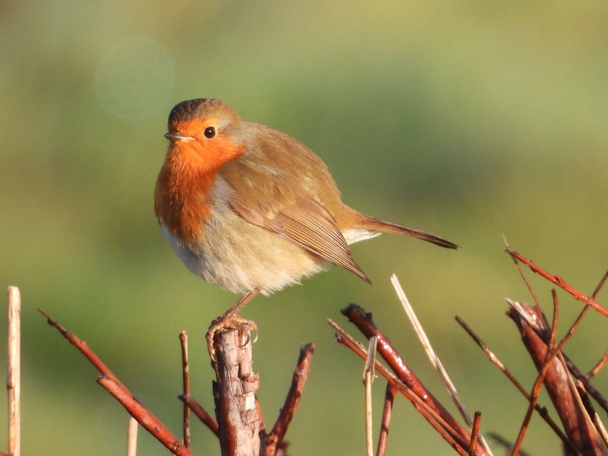 European Robin - ML646865359