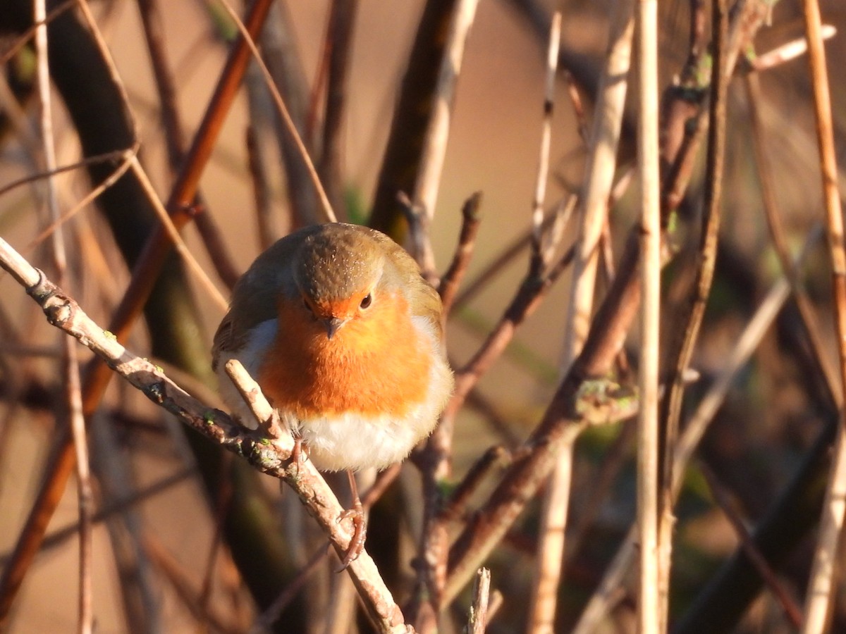 European Robin - ML646865360