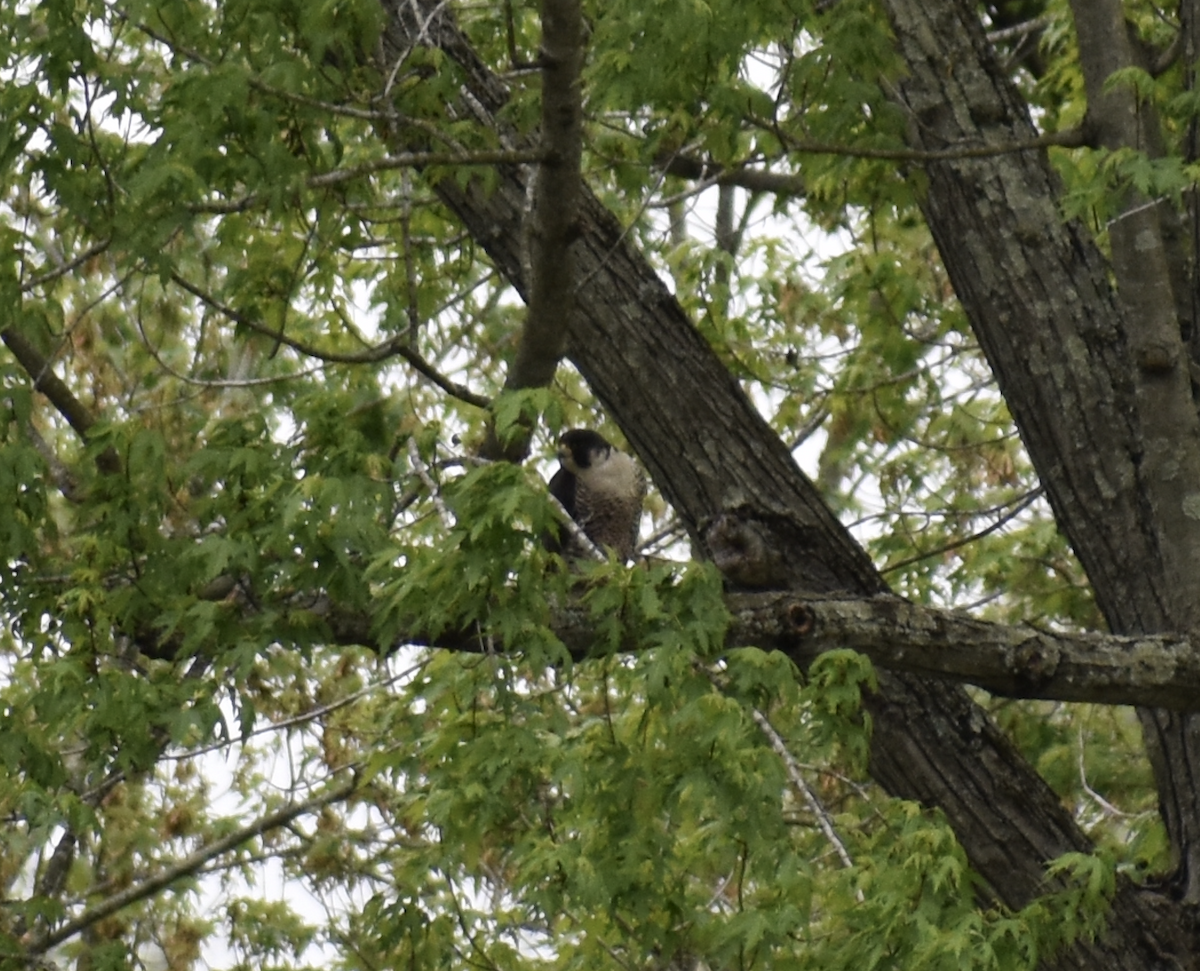 Peregrine Falcon - ML646865361