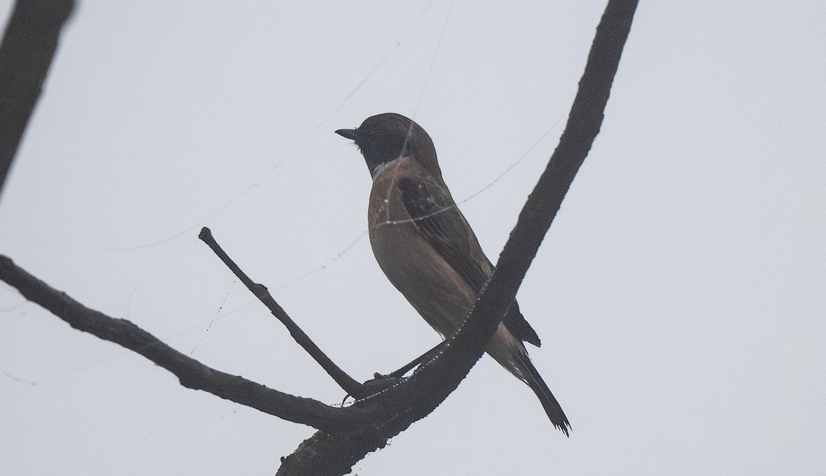 Siberian Stonechat - ML646865362