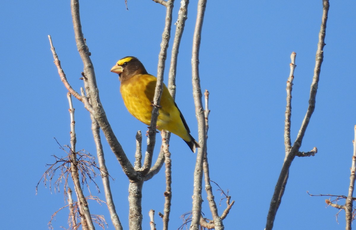 עב-מקור ערב - ML646865363