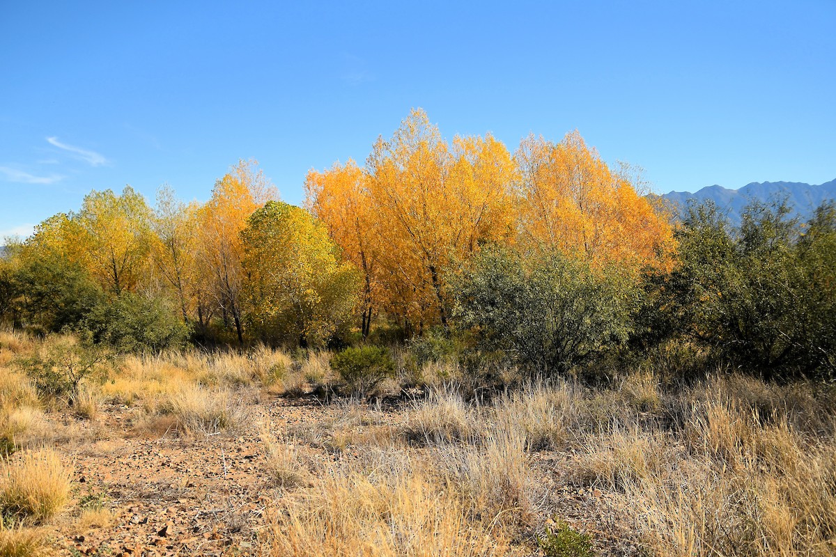 Cooper's Hawk - ML646865364