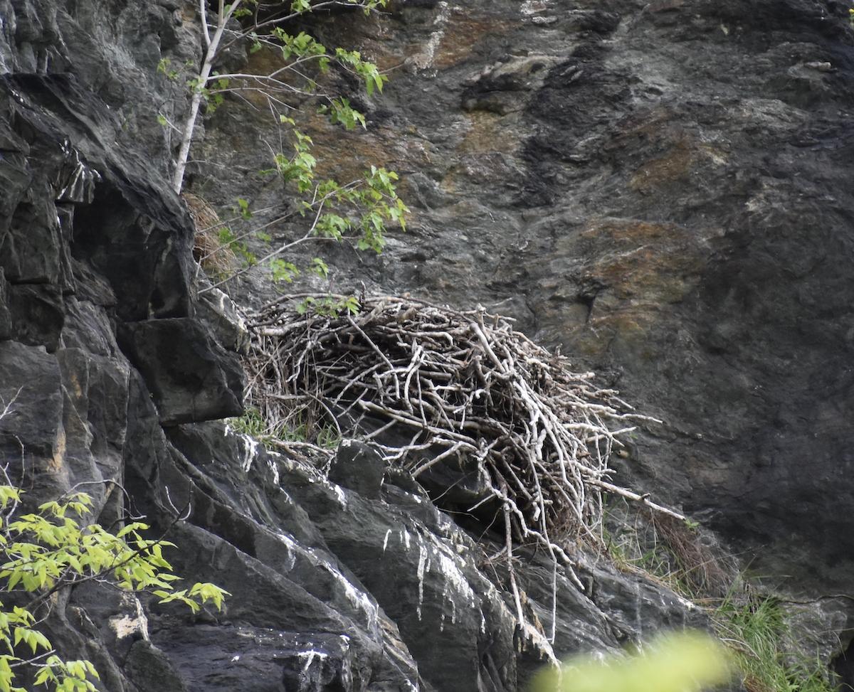 Peregrine Falcon - ML646865365