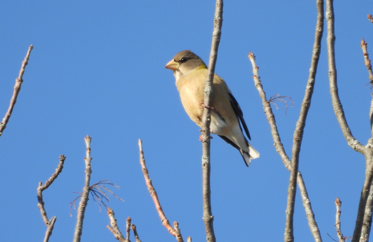 עב-מקור ערב - ML646865366