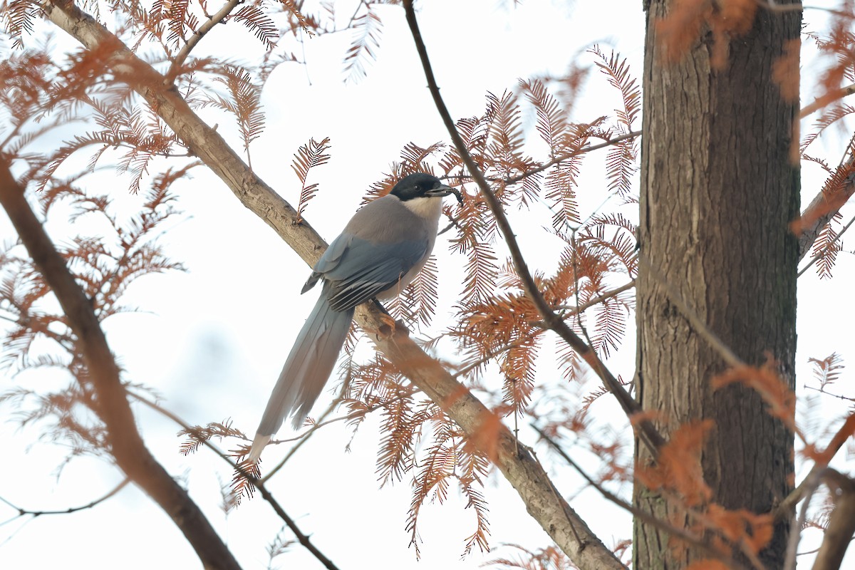 Azure-winged Magpie - ML646865367