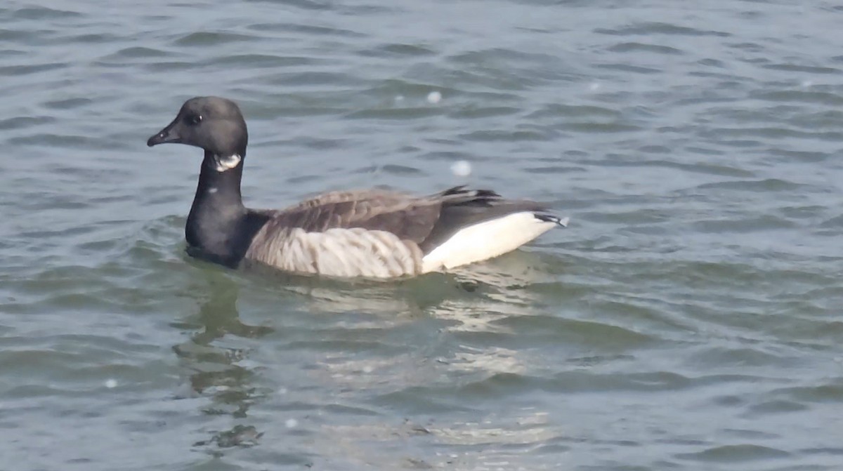 Brant - ML646865372
